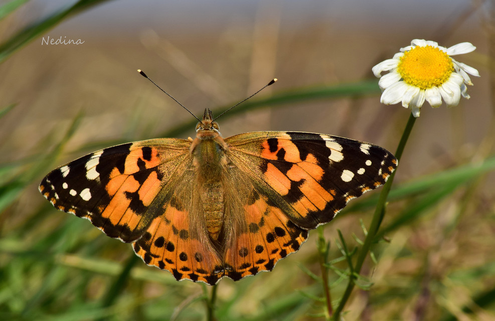 Vanessa cardui - bogáncslepke