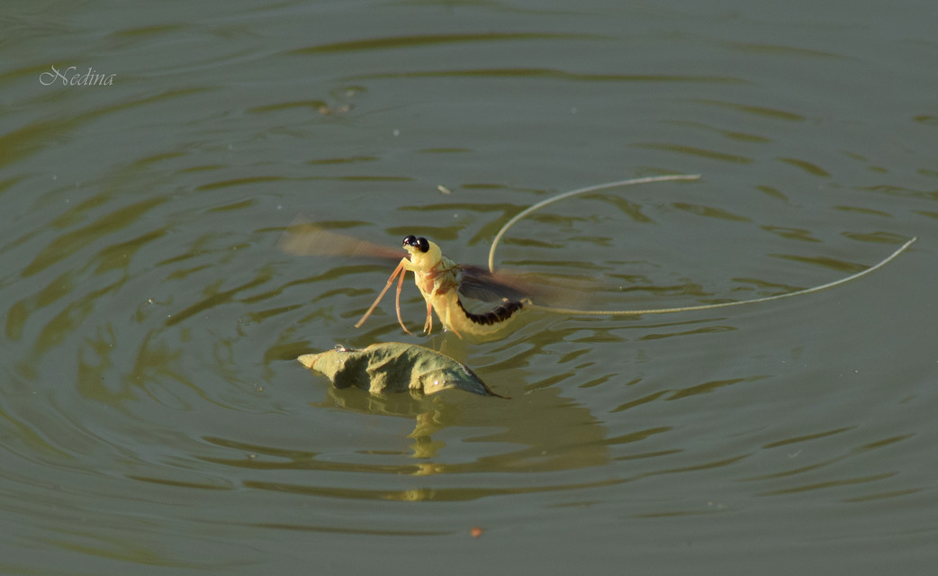 Palingenia longicauda - tiszavirág