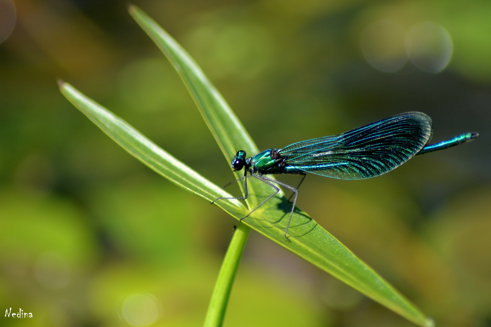 Calopteryx splendens - sávos szitakötő