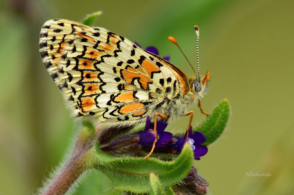 Melitaea cinxia - réti tarkalepke