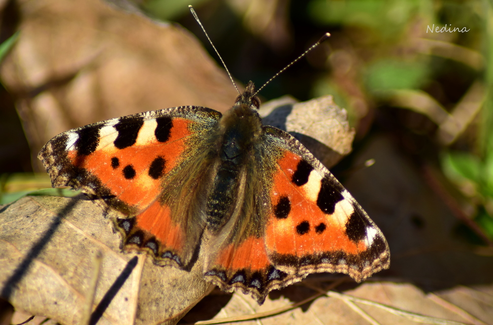Nymphalis urticae - kis rókalepke