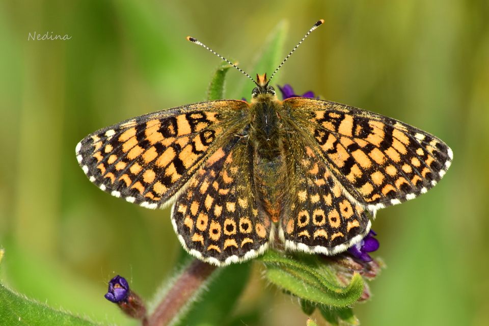 Melitaea cinxia - réti tarkalepke