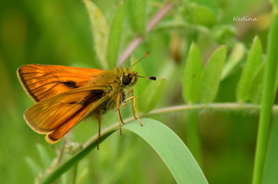 Ochlodes sylvanus - erdei busalepke