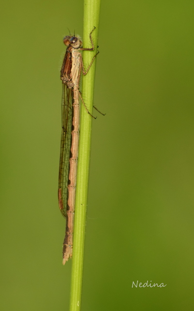 Sympecma fusca - téli rablószitakötő
