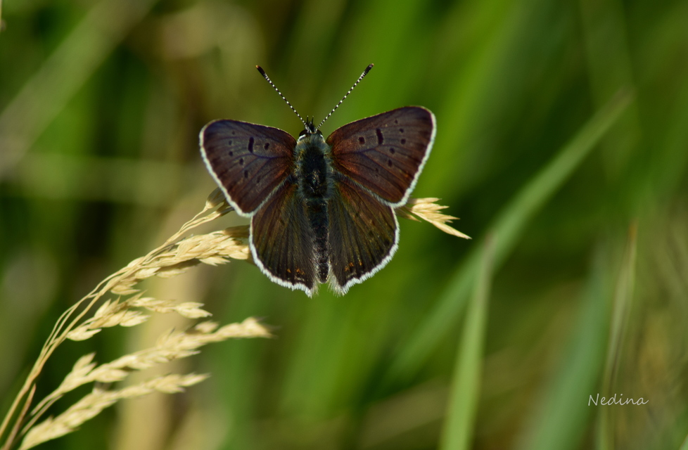 Lycaena tityrus - barna tűzlepke