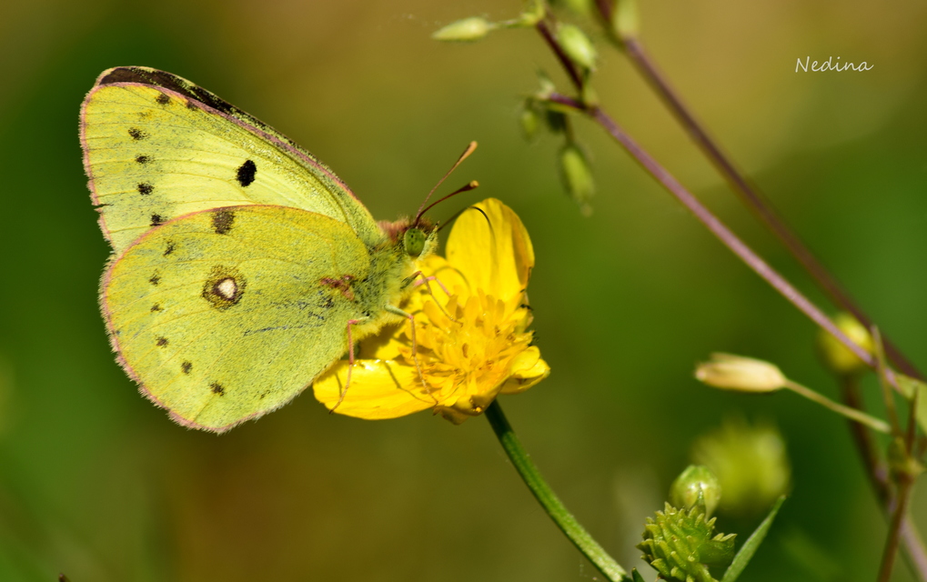 Colias erate - csángó-kéneslepke