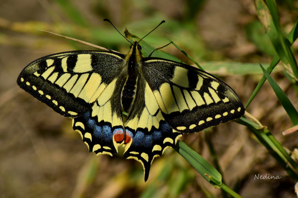Papilio machaon - fecskefarkú lepke
