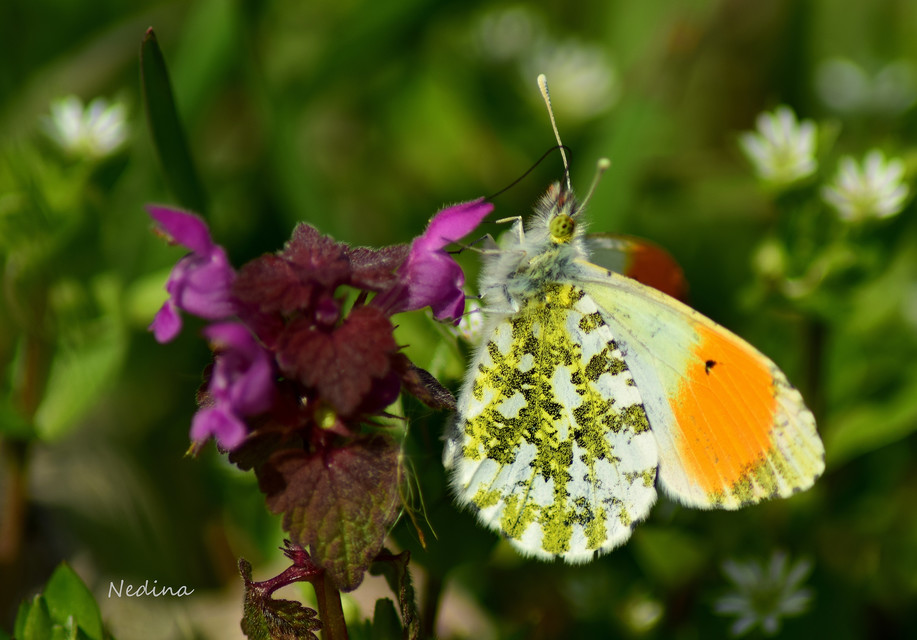 Anthocharis cardamines - hajnalpírlepke