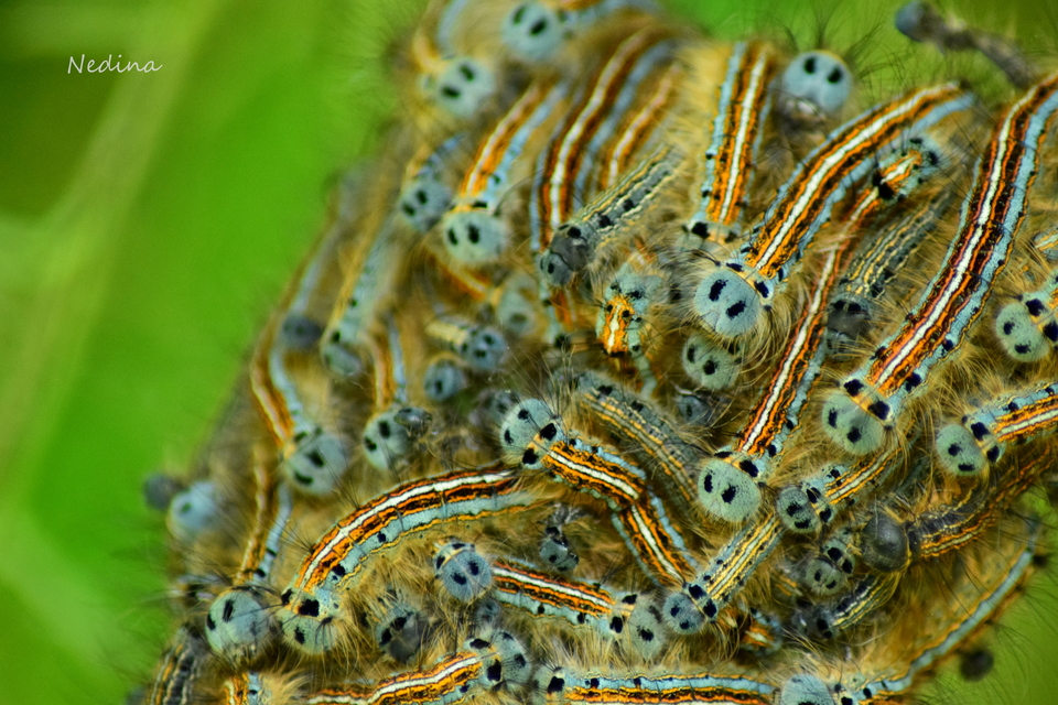 Malacosoma neustria - gyűrűsszövő