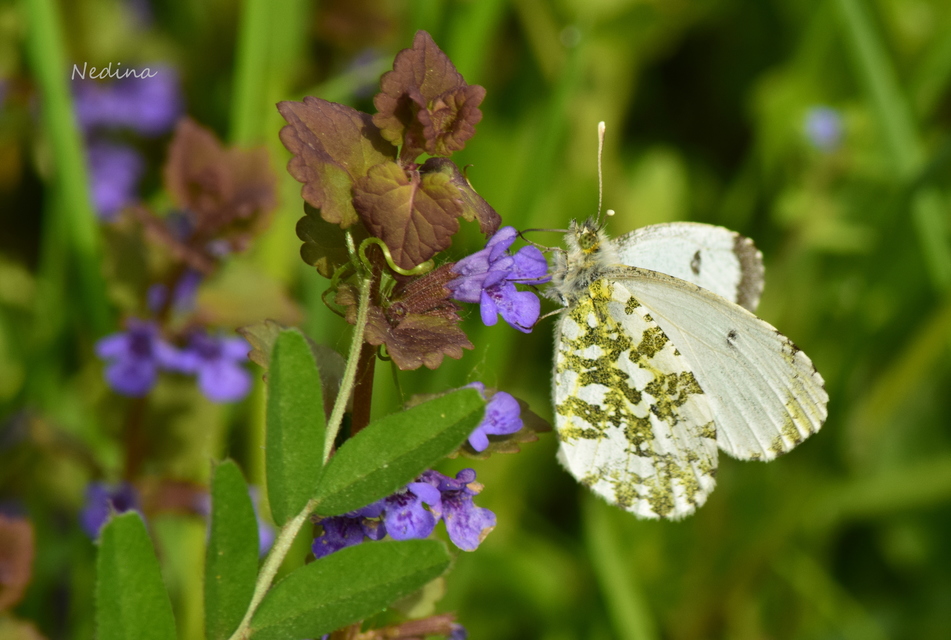Anthocharis cardamines - hajnalpírlepke