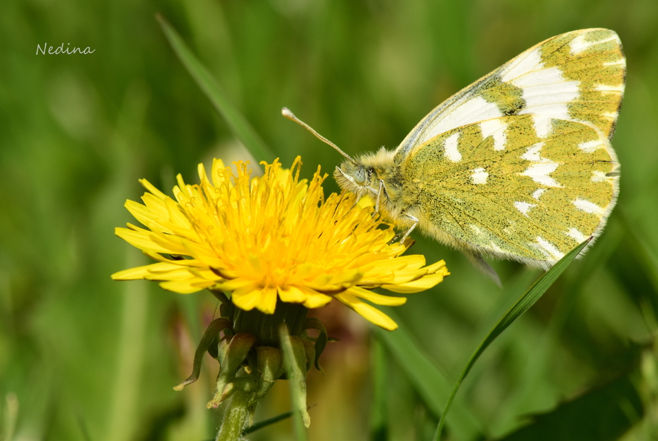Pontia edusa - rezedalepke