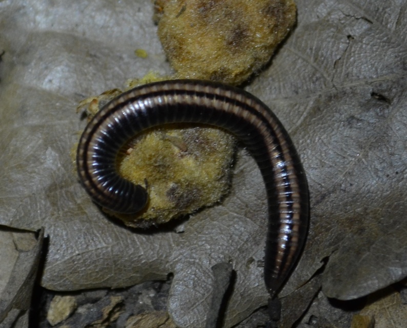 Diplopoda - Ikerszelvényesek