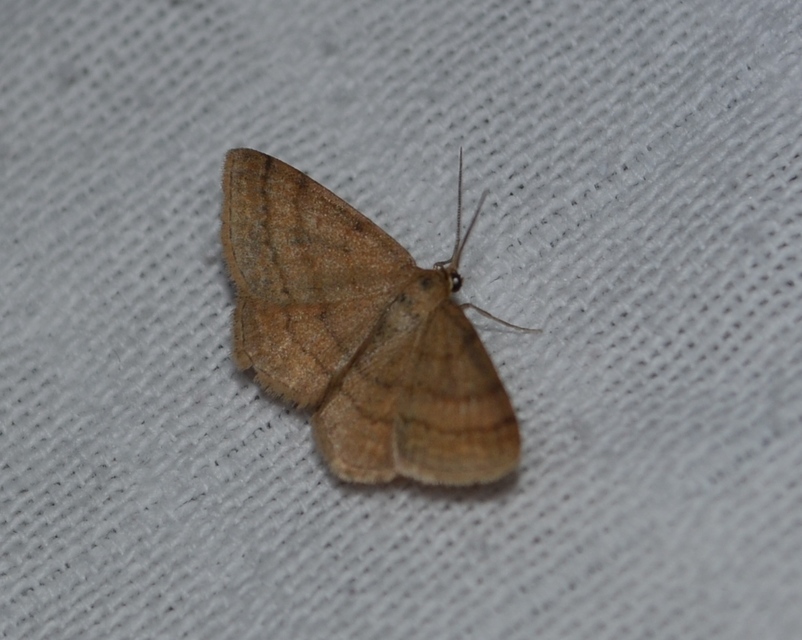 Scopula rubiginata - réti pirosaraszoló
