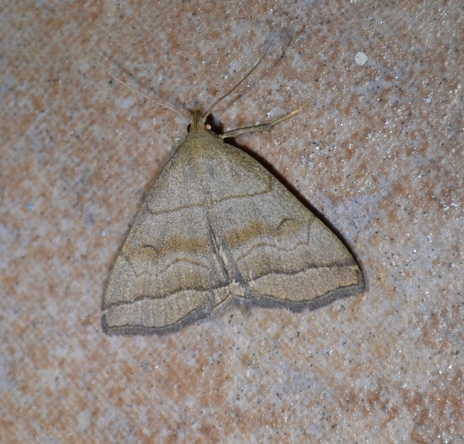 Herminia tarsicrinalis - szőröslábú karcsúbagoly