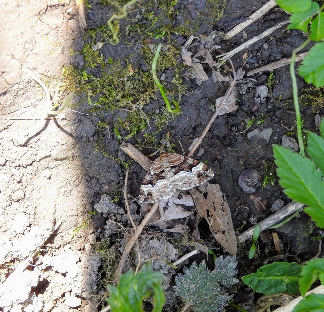 Xanthorhoe biriviata - kétsávos tarkaaraszoló