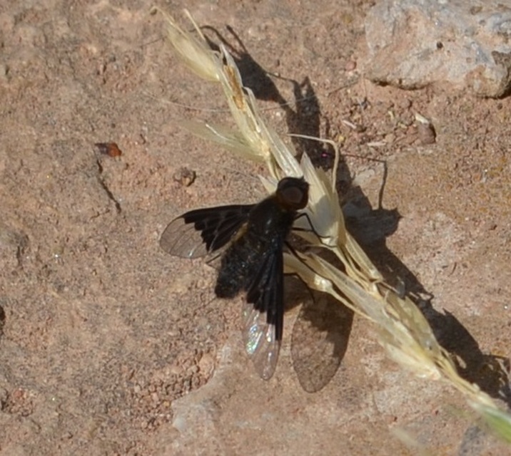 Hemipenthes morio - közönséges gyászlégy