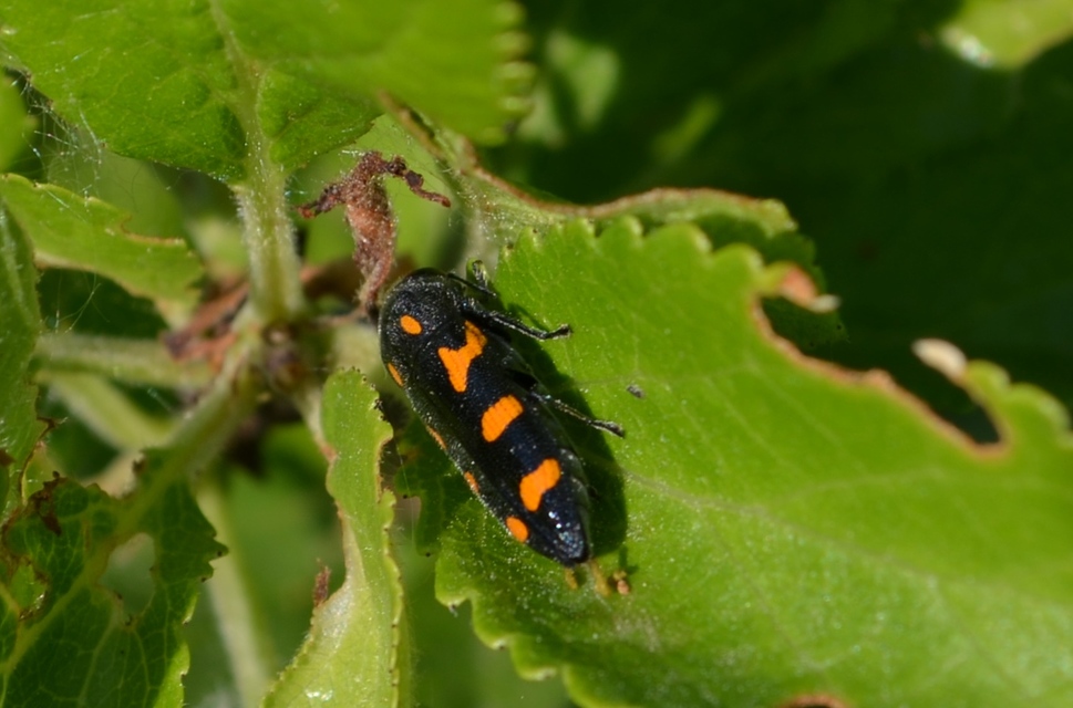 Ptosima undecimmaculata - sárgafoltos díszbogár