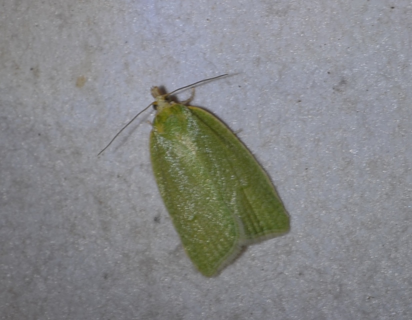 Tortrix viridana - tölgyilonca