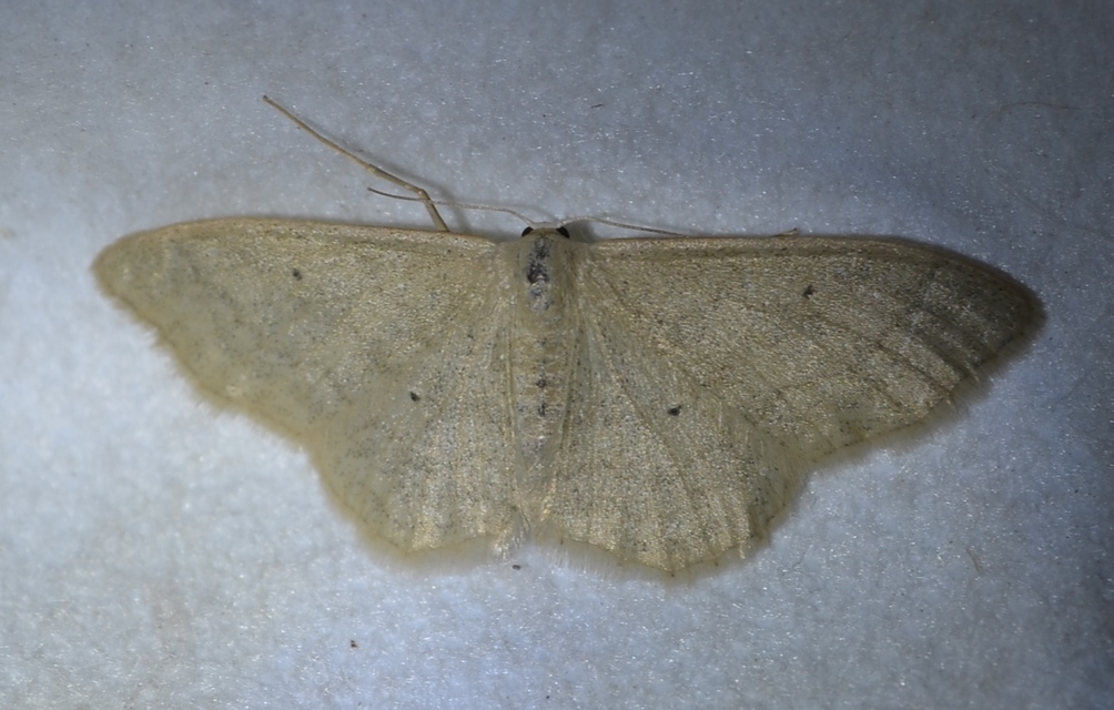 Idaea straminata - szalmasárga sávosaraszoló