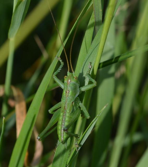 Tettigonia viridissima - zöld lombszöcske