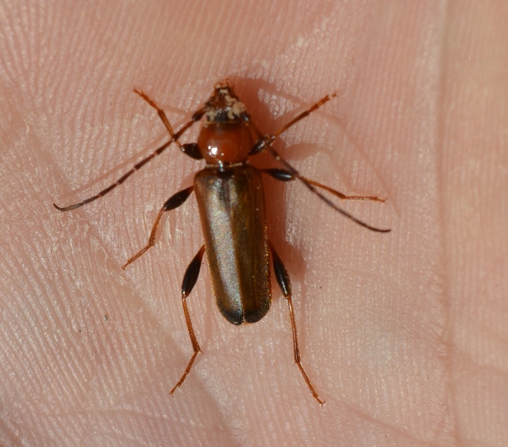 Phymatodes testaceus - változékony korongcincér