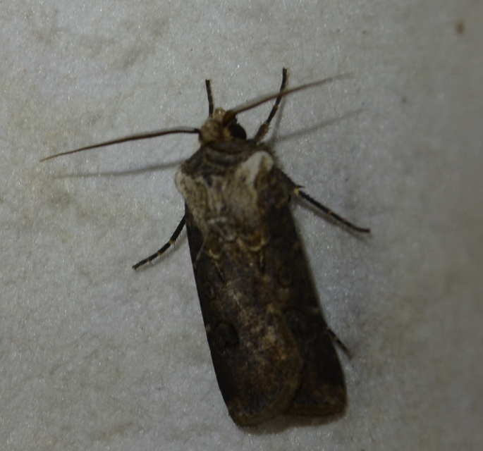 Agrotis clavis - zömök földibagoly