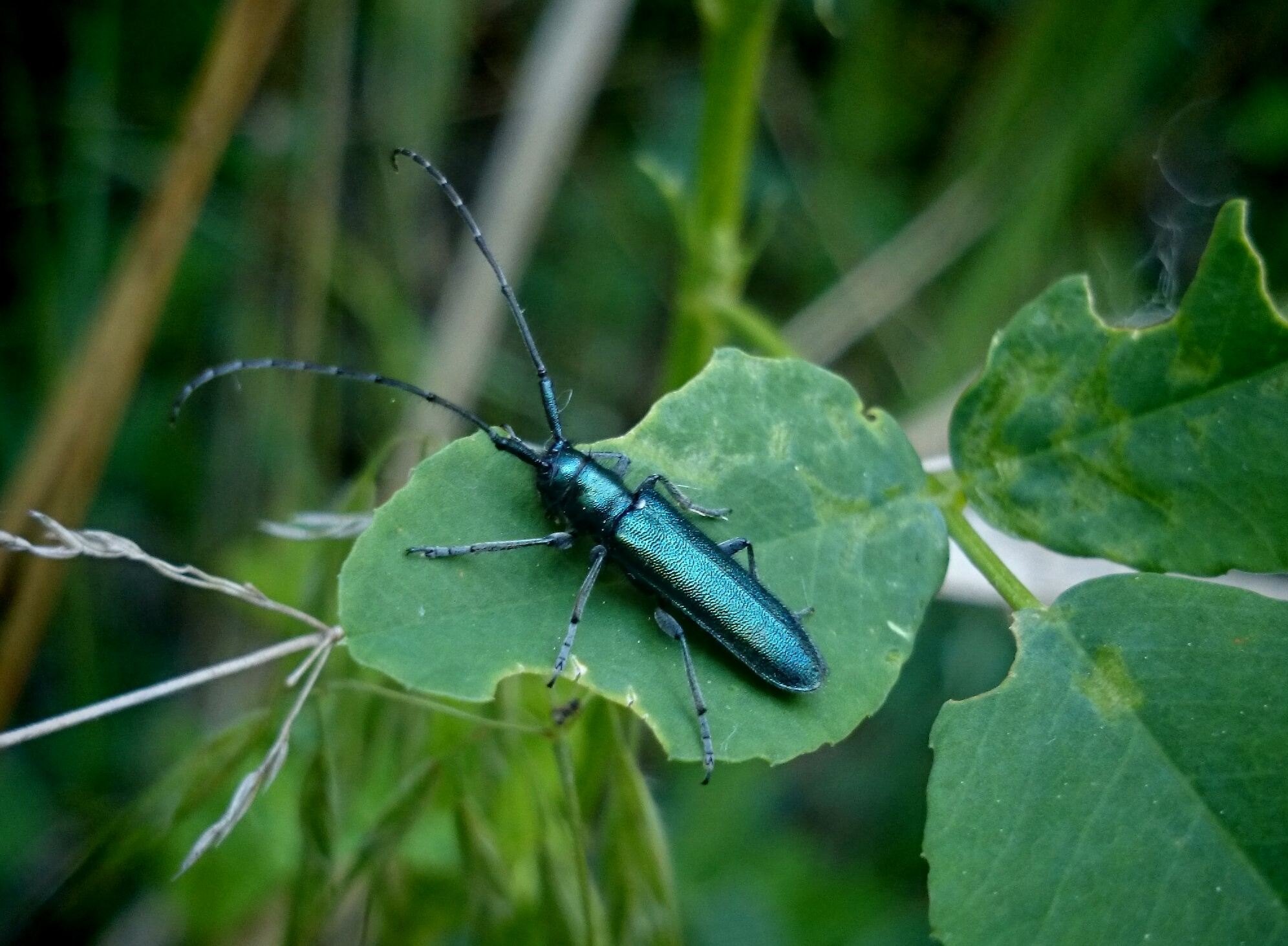 Agapanthia violacea - kék somkórócincér