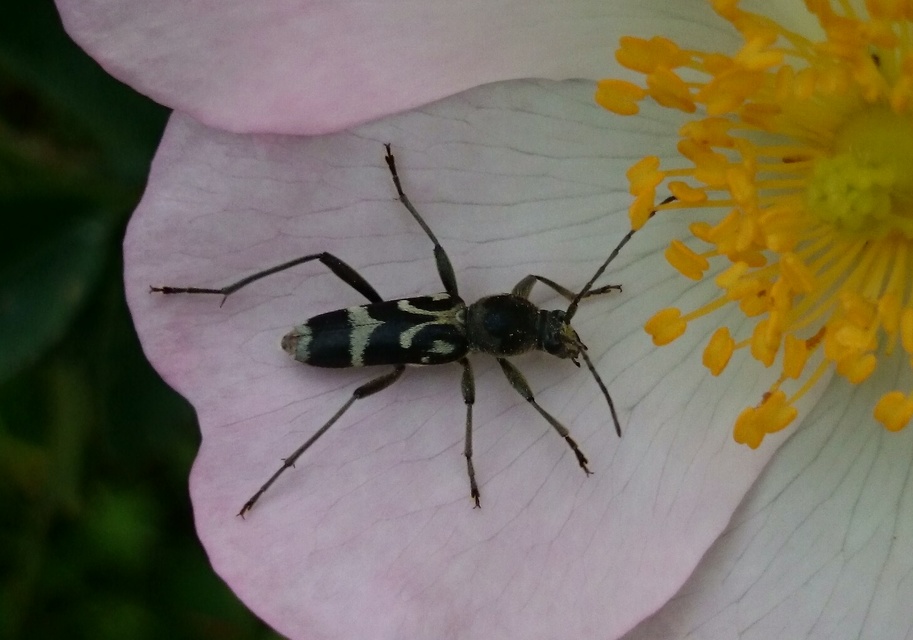 Chlorophorus figuratus - rajzos darázscincér