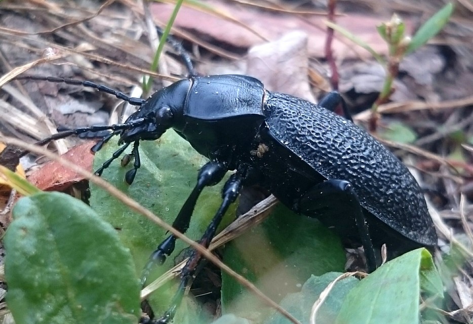 Carabus coriaceus rugifer - ráncos bőrfutrinka Carabus coriaceus rugifer - ráncos bőrfutrinka