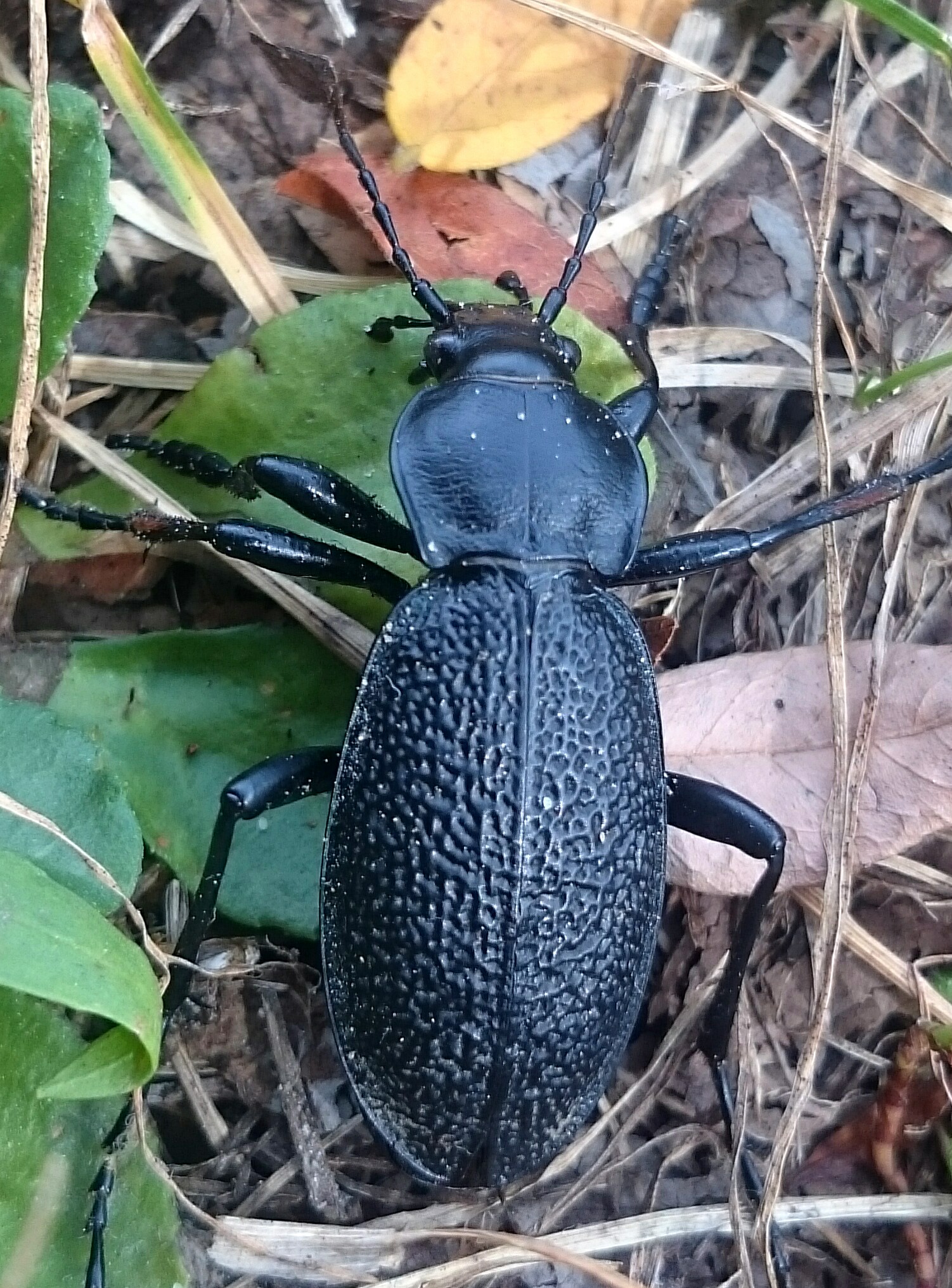 Carabus coriaceus rugifer - ráncos bőrfutrinka