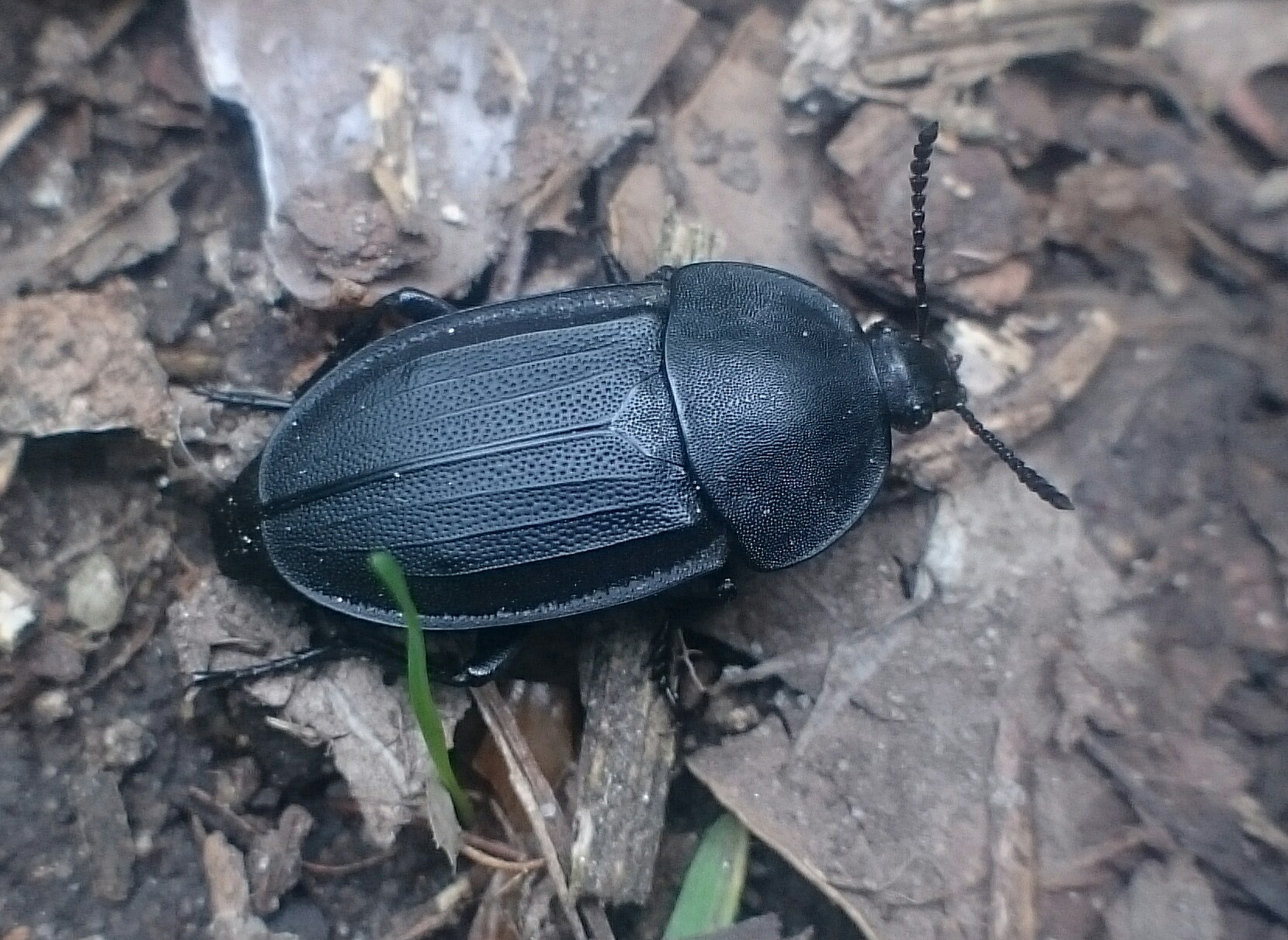 Silpha obscura - közönséges dögbogár