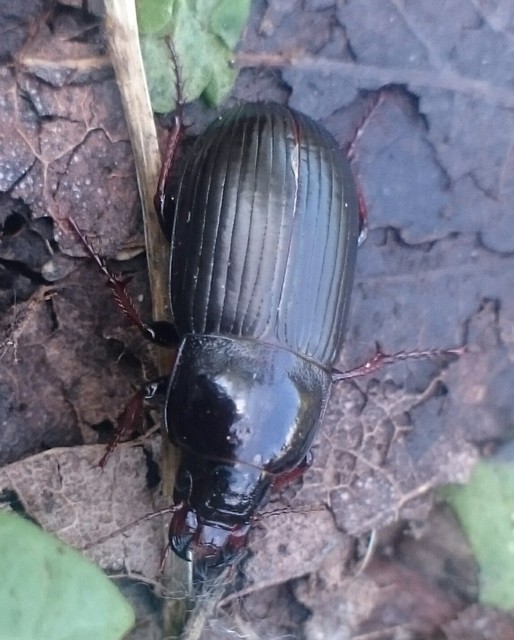 Zabrus tenebrioides - gabonafutó
