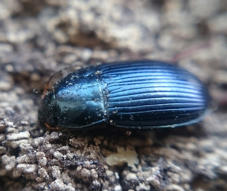 Amara saphyrea - azúrkék közfutó Amara saphyrea - azúrkék közfutó