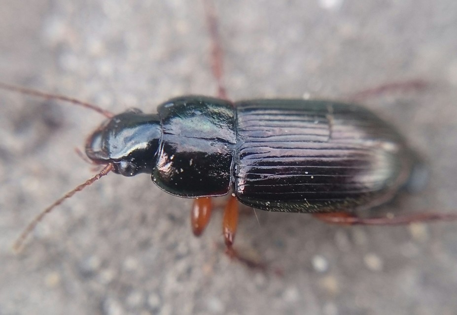 Harpalus affinis - szőrösszárnyú lomhafutó