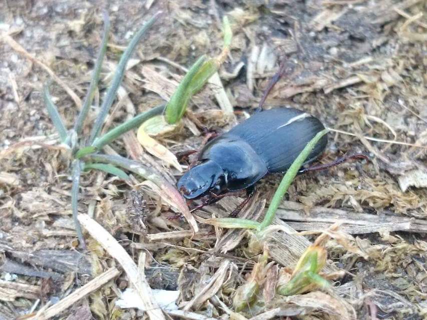 Harpalus tardus - ligeti lomhafutó