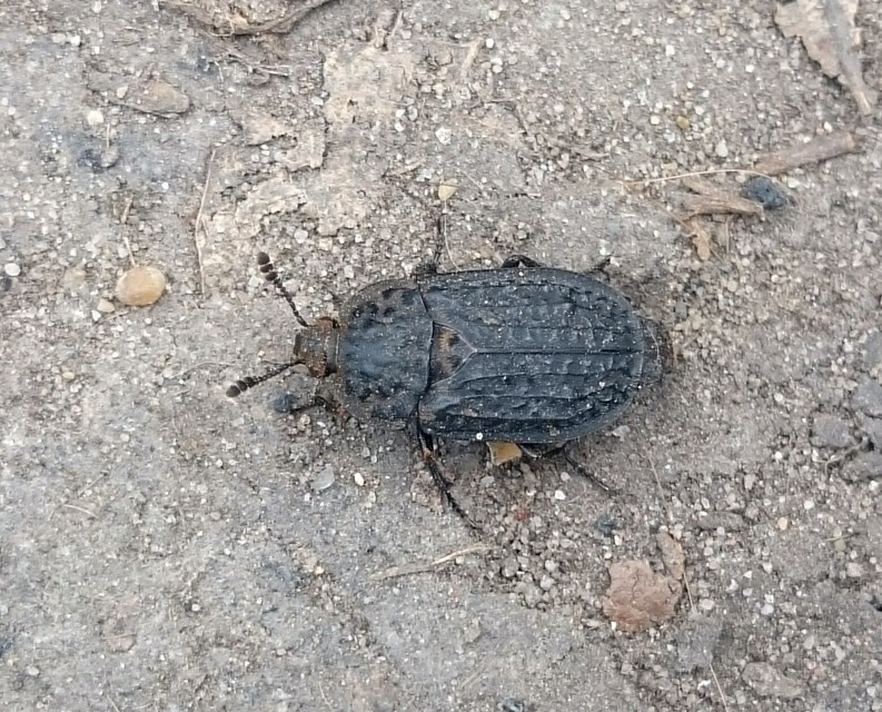 Thanatophilus rugosus - ripacsos dögbogár
