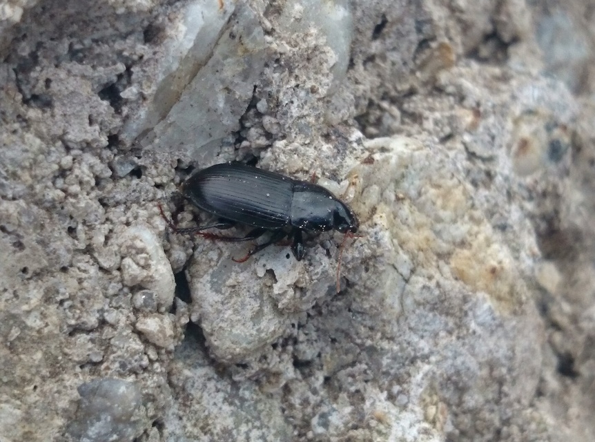 Harpalus flavicornis - sárgacsápú lomhafutó