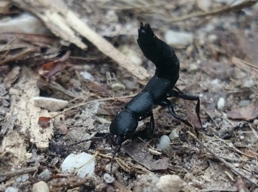 Ocypus