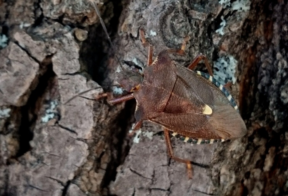 Pentatoma rufipes - vöröslábú címerespoloska Pentatoma rufipes - vöröslábú címerespoloska