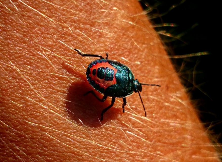 Zicrona caerulea - acélkék poloska Zicrona caerulea - acélkék poloska