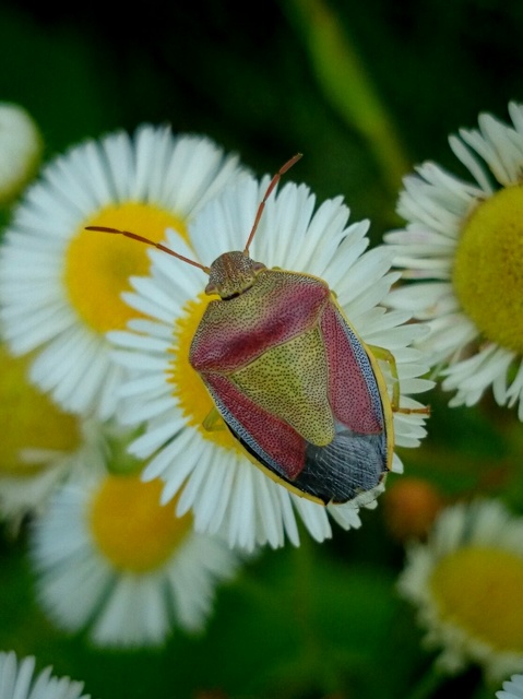 Piezodorus lituratus - bíboros címerespoloska Piezodorus lituratus - bíboros címerespoloska