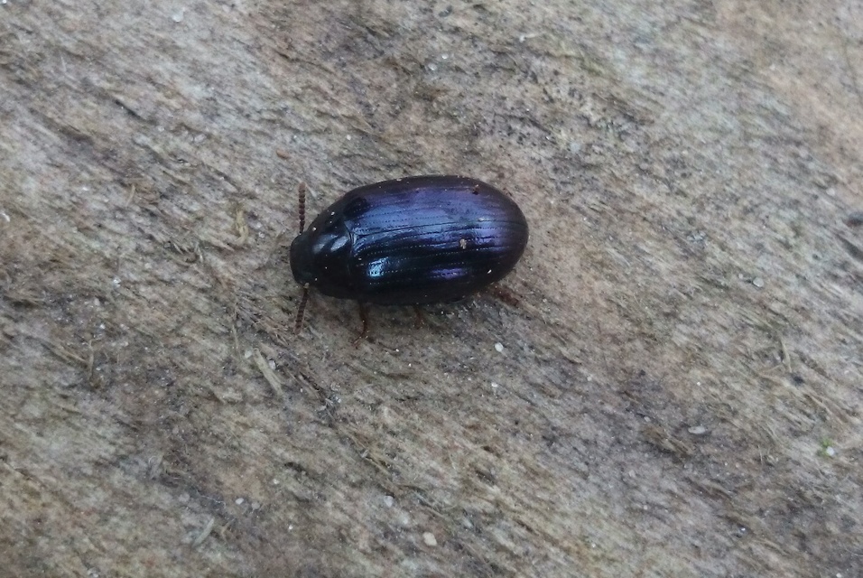 Platydema violaceum - fémkék taplóbogár
