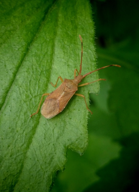 Gonocerus acuteangulatus - aranypetés karimáspoloska