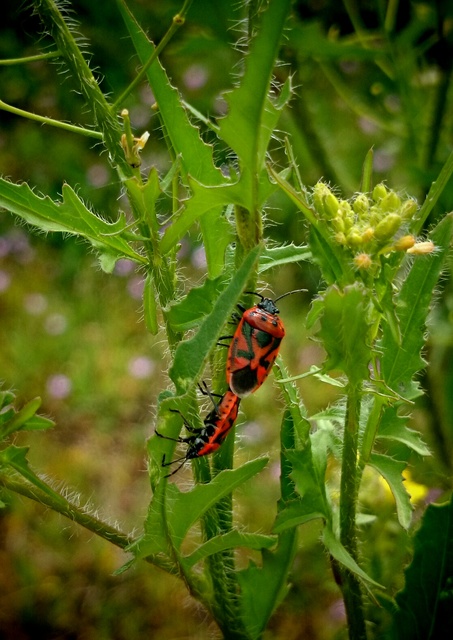Eurydema ornata - díszespoloska Eurydema ornata - díszespoloska