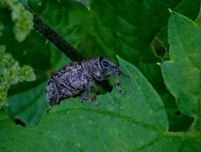 Otiorhynchus