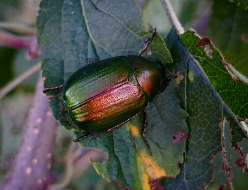 Anomala vitis - nagy fináncbogár
