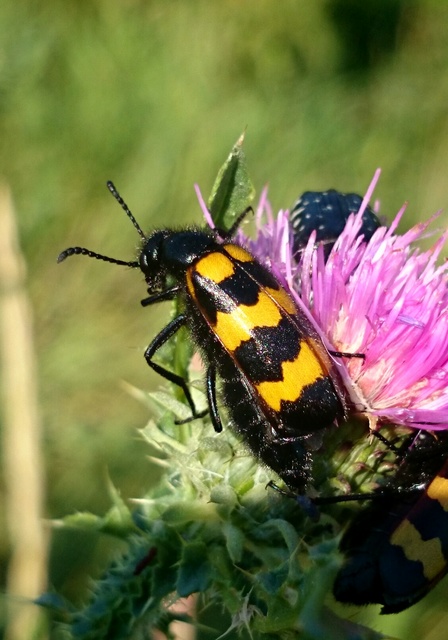 Mylabris variabilis - szalagos hólyaghúzó Mylabris variabilis - szalagos hólyaghúzó