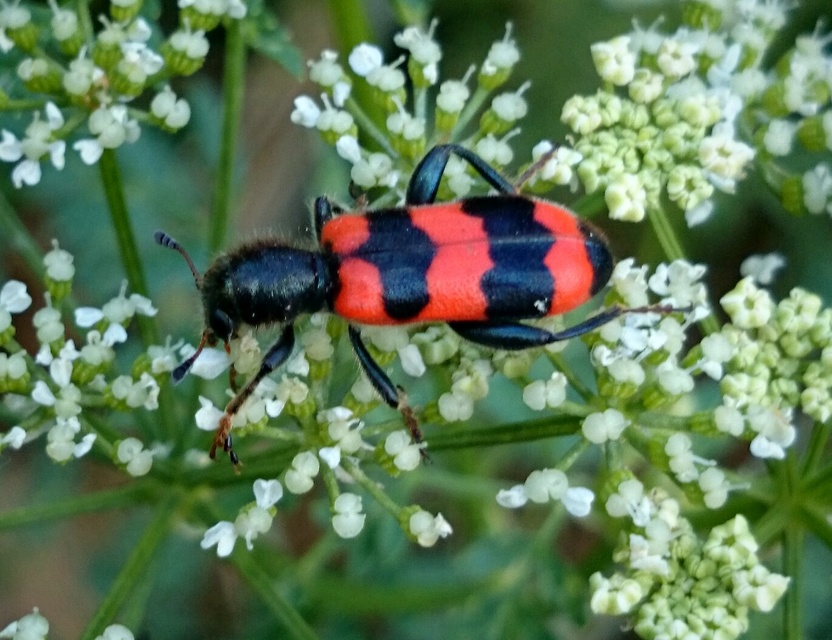Trichodes apiarius - szalagos méhészbogár