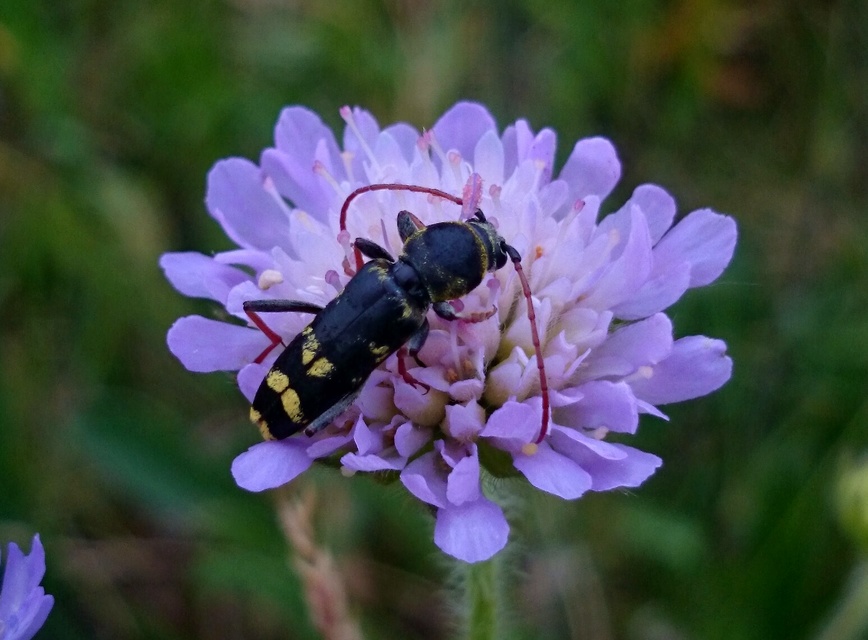 Echinocerus floralis - lucerna-darázscincér