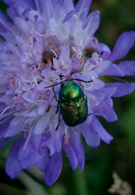 Cryptocephalus